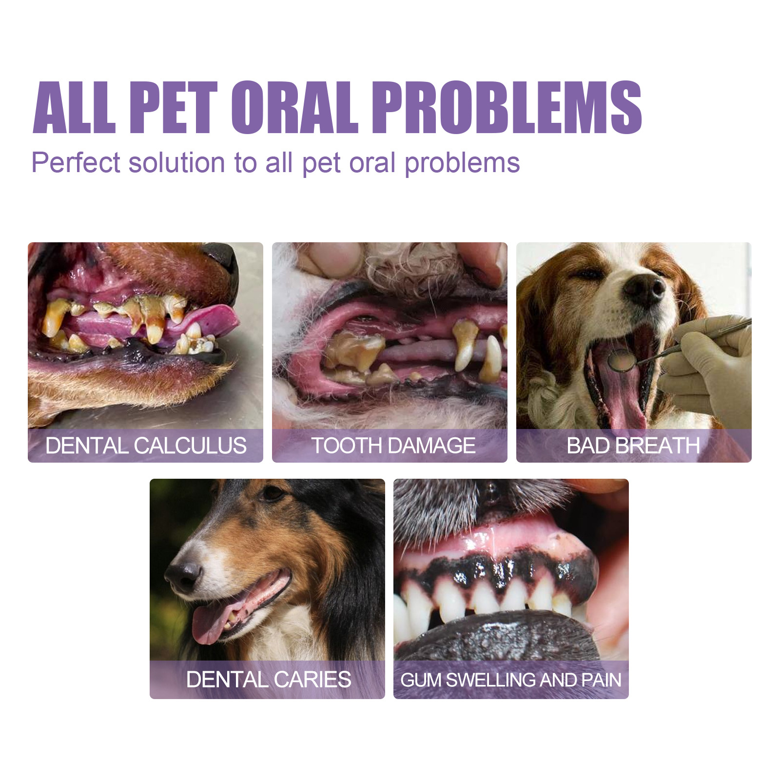 Pet Oral Repair Gel Puppy Tart - Teeth Whitening Q&M 评论和价格